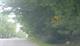 Figure 2. Example of vegetation obstructing advanced warning signage on approach to a crossing in Brunswick, ME Image Credit: Volpe Center
